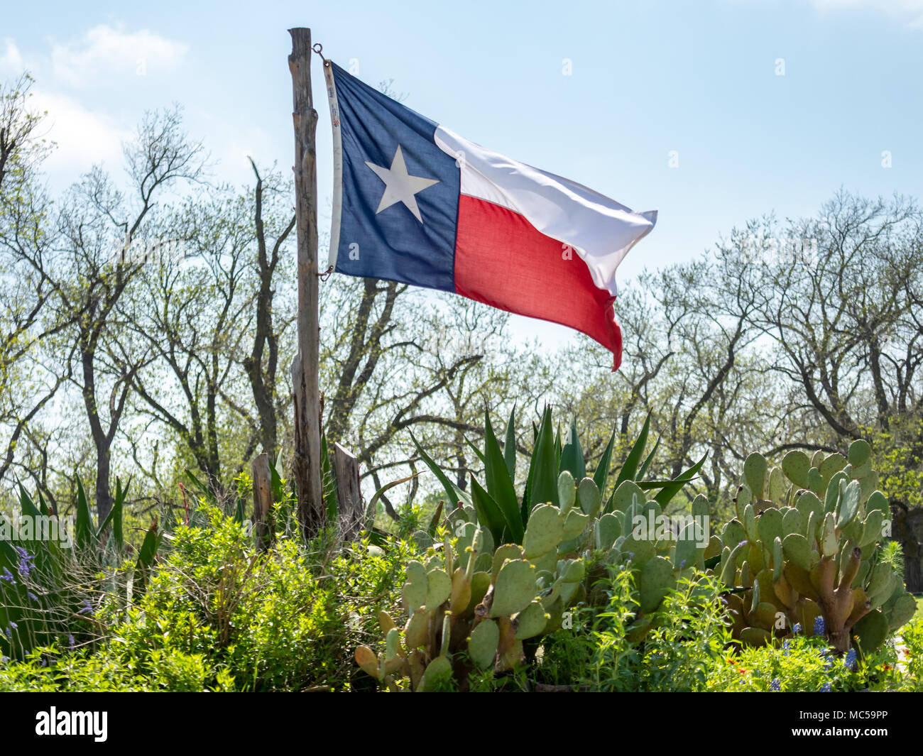 Texas Flag On the Wind With Cactus Plants On the Sun Stock Photo