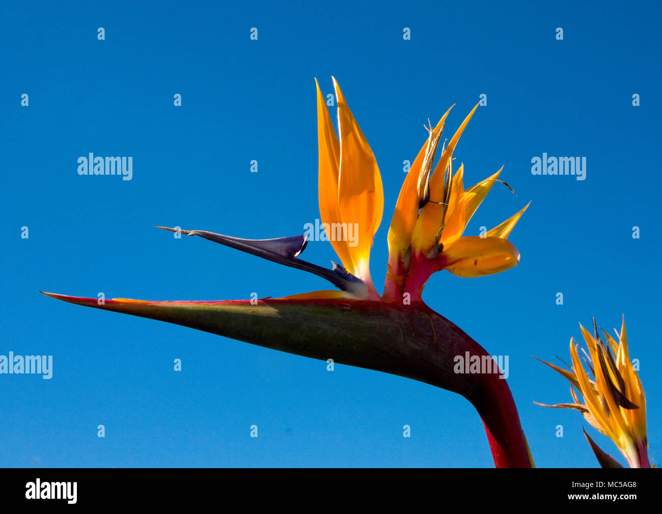 Bird of Paradise flower against blue sky Stock Photo