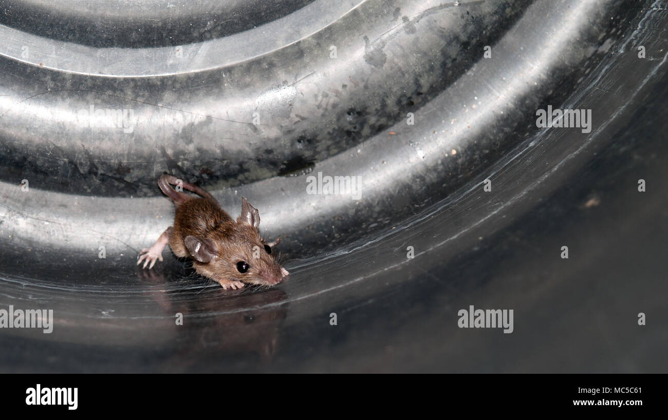 rat, Is a genus of rodents. In the family Muridae ,  Animals that can cause serious illness Stock Photo