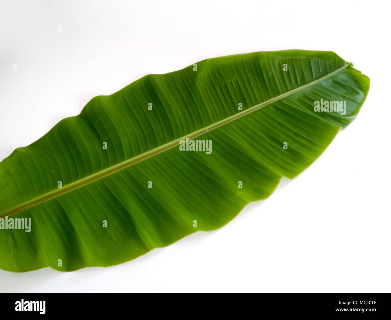 banana leaf ,The leaves of the banana tree We can bring out many applications such as containers for food or bring food. Stock Photo