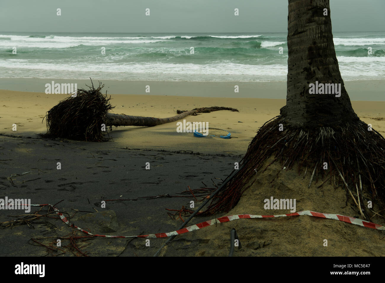 Dead fallen over palm tree lying on beach with exposed roots after