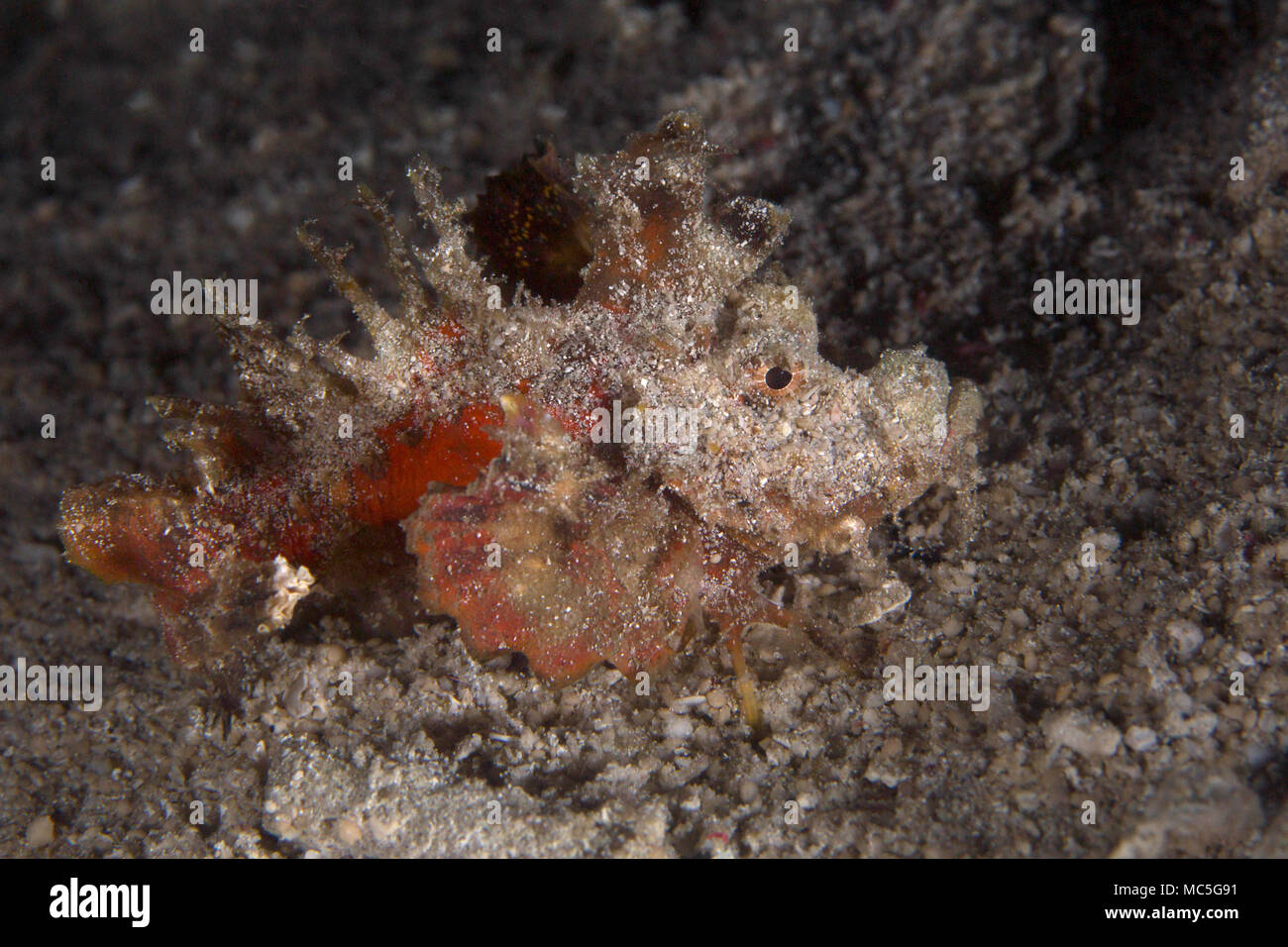 Demon stinger (Inimicus didactylus). Picture was taken in the Ceram sea, Raja Ampat, West Papua, Indonesia Stock Photo