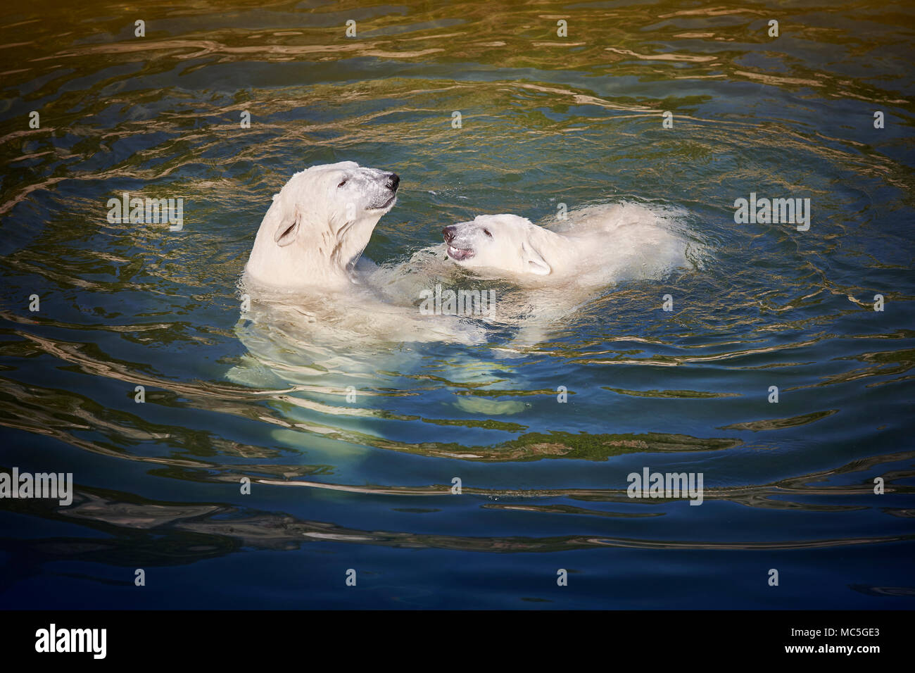 Polar bear playing with his cub on the water. Wildlife Stock Photo