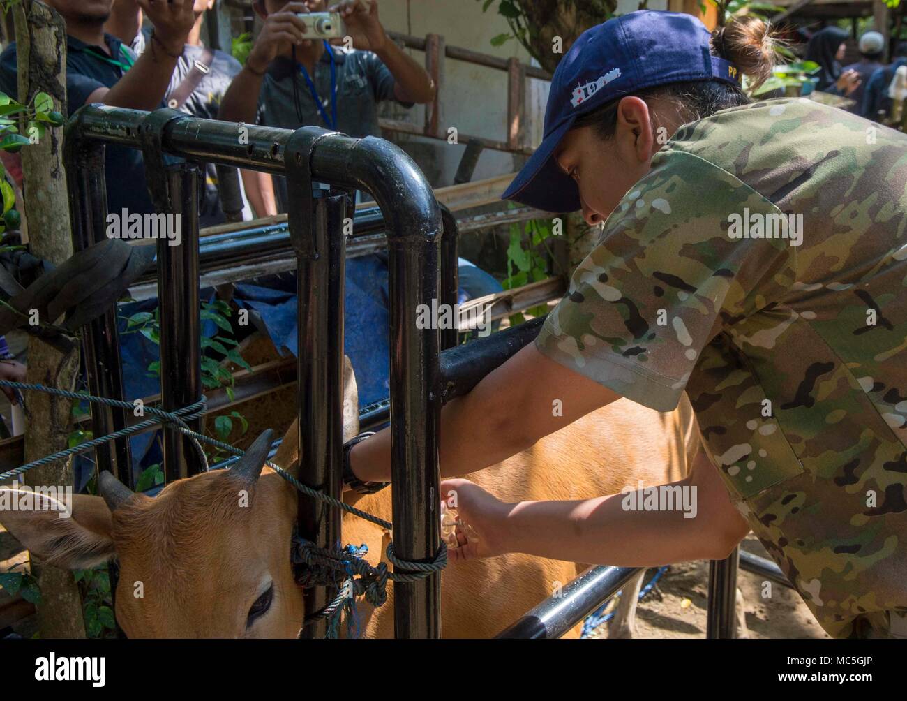 180406-N-NH199-0062  BENGKULU, INDONESIA (April 6, 2018) Army Spc. Toni Weaver, from Castroville, Texas, assigned to Military Sealift Command hospital ship USNS Mercy (T-AH 19) vaccinates a cow during a large animal veterinary subject matter expert exchange. Mercy is currently deployed in support of Pacific Partnership 2018 (PP18). PP18’s mission is to work collectively with host and partner nations to enhance regional interoperability and disaster response capabilities, increase stability and security in the region, and foster new and enduring friendships across the Indo-Pacific Region. Pacif Stock Photo