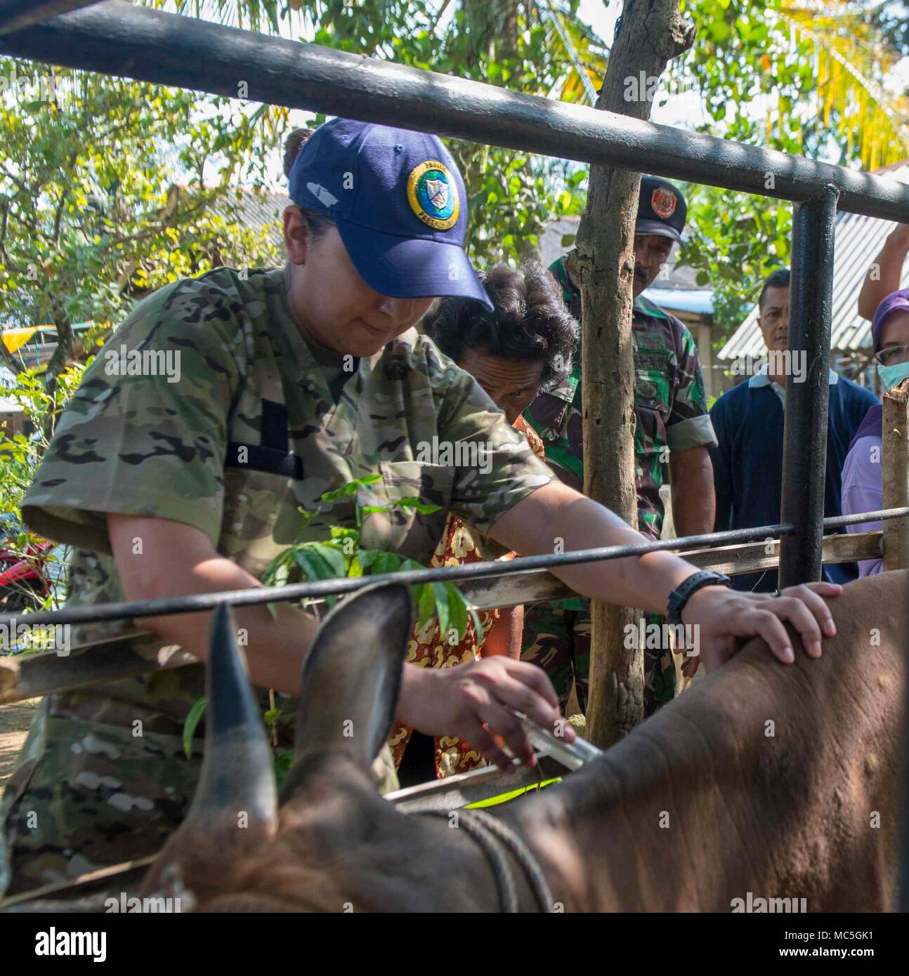 180406-N-NH199-0027  BENGKULU, INDONESIA (April 6, 2018) Army Spc. Toni Weaver, from Castroville, Texas, assigned to Military Sealift Command hospital ship USNS Mercy (T-AH 19) vaccinates a cow during a large animal veterinary subject matter expert exchange. Mercy is currently deployed in support of Pacific Partnership 2018 (PP18). PP18’s mission is to work collectively with host and partner nations to enhance regional interoperability and disaster response capabilities, increase stability and security in the region, and foster new and enduring friendships across the Indo-Pacific Region. Pacif Stock Photo