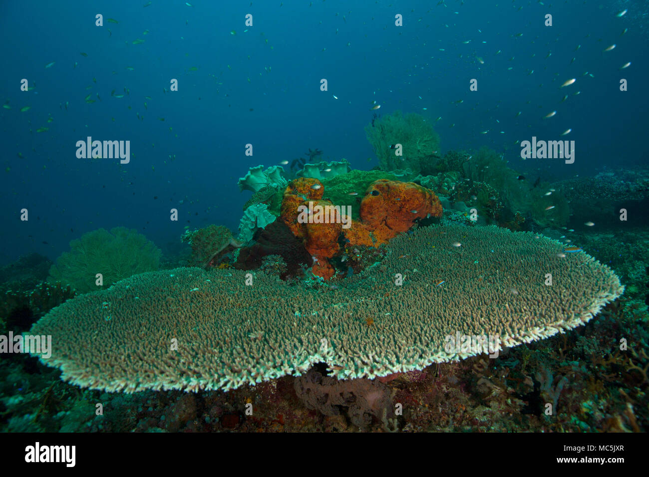 Wonderful hard corals. Picture was taken in the Ceram sea, Raja Ampat, West Papua, Indonesia Stock Photo