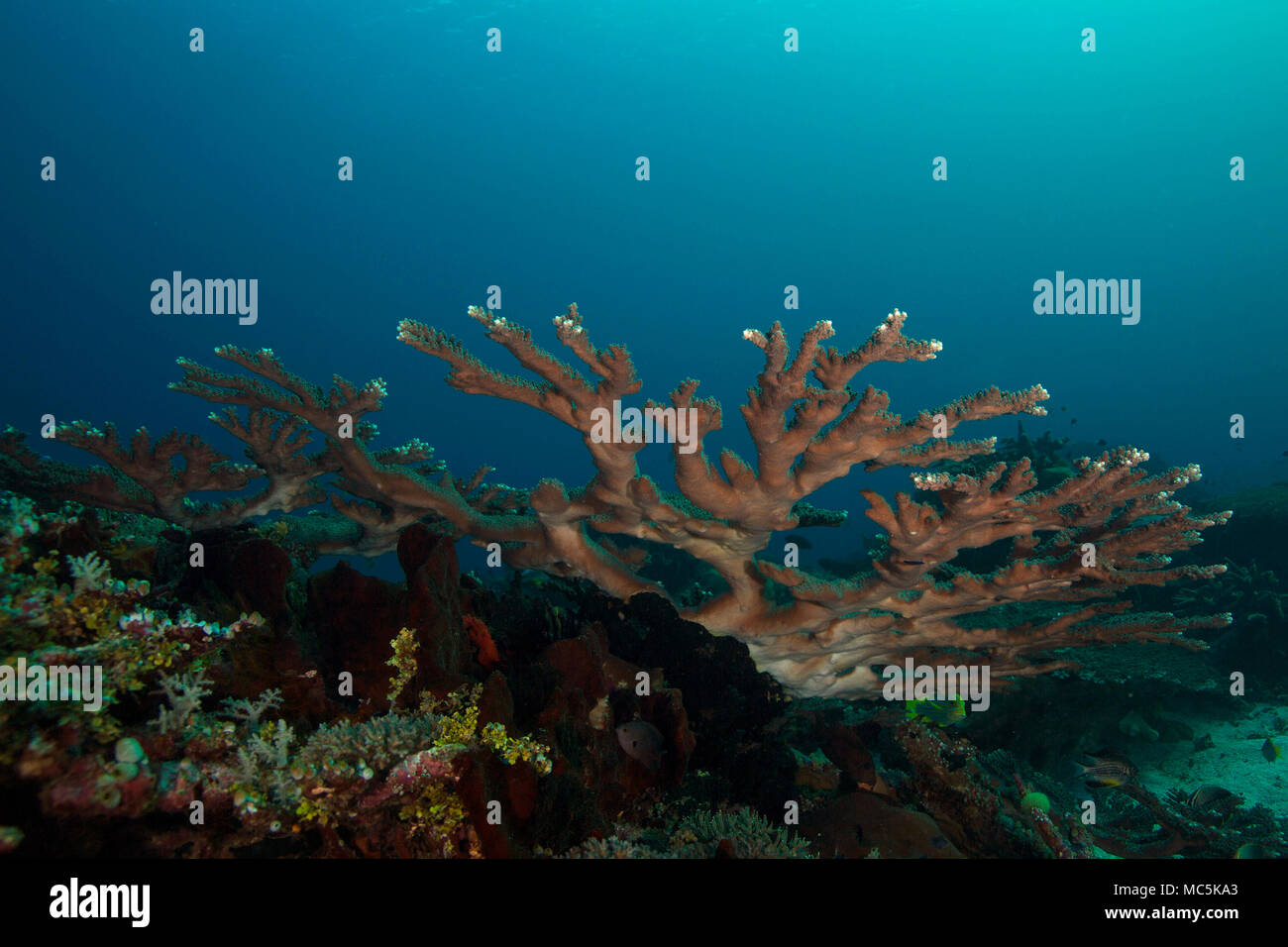 Wonderful hard corals. Picture was taken in the Ceram sea, Raja Ampat, West Papua, Indonesia Stock Photo