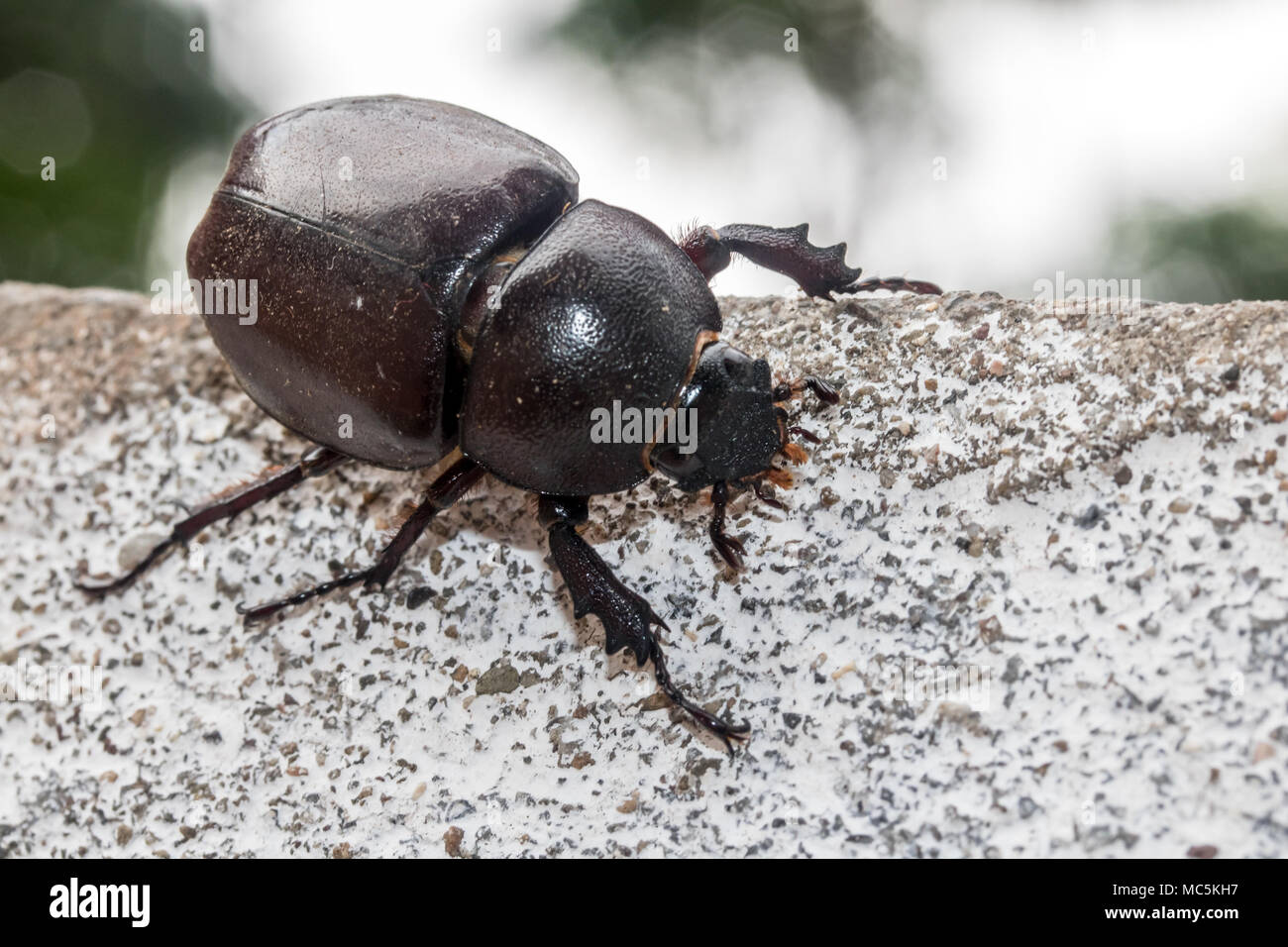 Female Rhinoceros Beetle walk on stone wall, Laos.Big tropical bug live in the city. Stock Photo