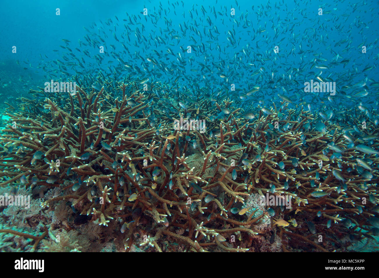 The staghorn coral (Acropora cervicornis). Picture was taken in the Ceram sea, Raja Ampat, West Papua, Indonesia Stock Photo
