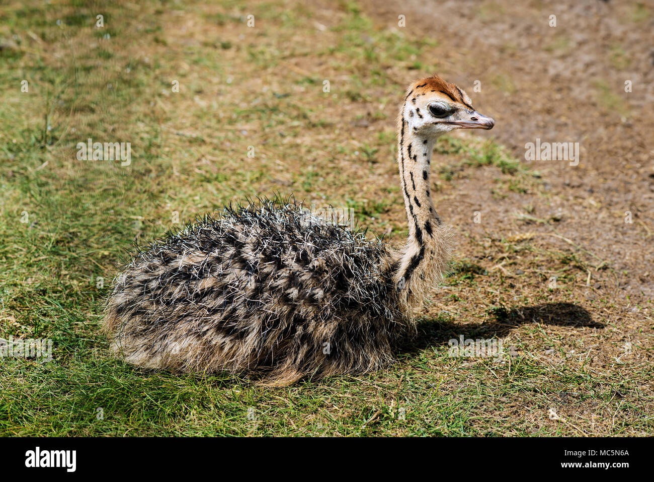 Small ostrich chick in the farm. Stock Photo