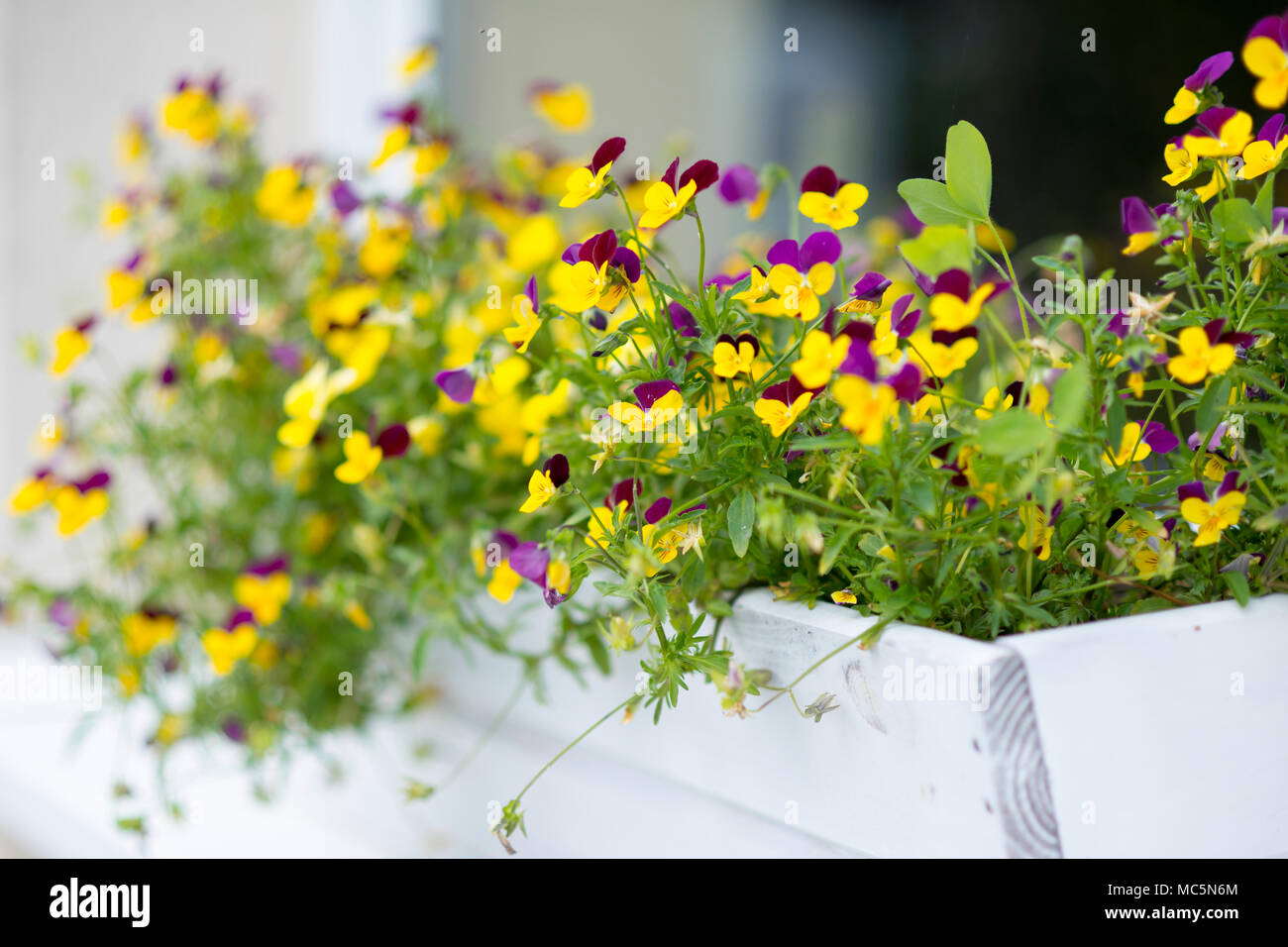 Pansies in white flower box decorating the window of a house. Shallow DOF. Stock Photo