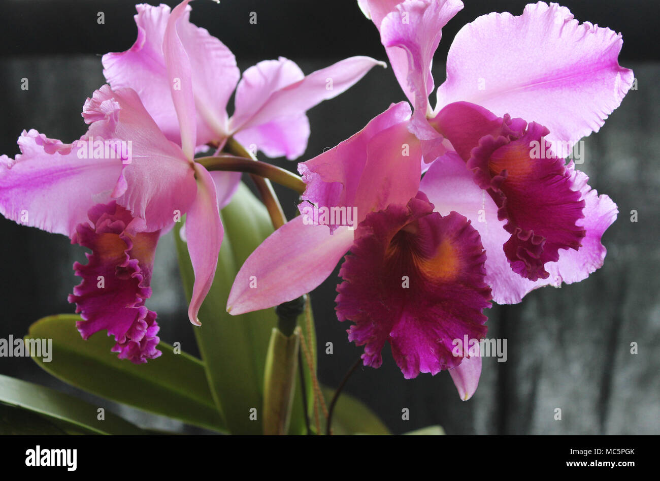 Best in Show Cattleya with Sunlight from Behind Stock Photo