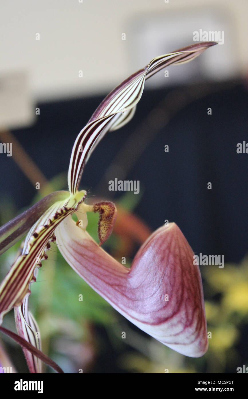 Side view of Paphiopedilum at Orchid Show Stock Photo