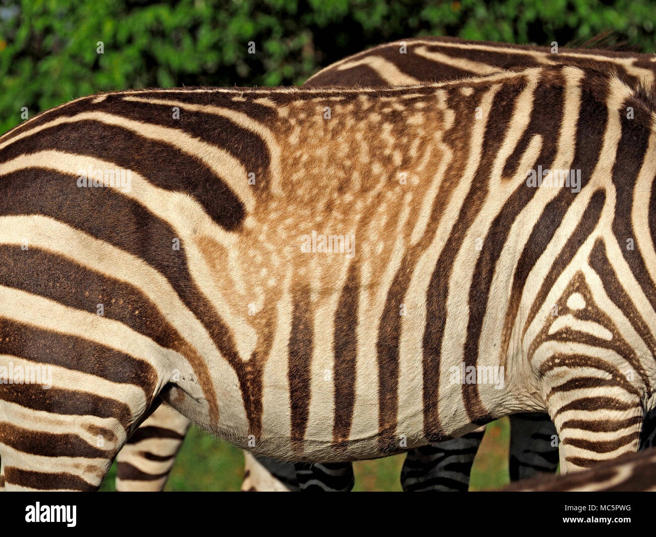 Detail of plains zebra (Equus quagga, formerly Equus burchelli)showing spots as well as stripes in skin abnormality in the Masai Mara, Kenya, Africa Stock Photo