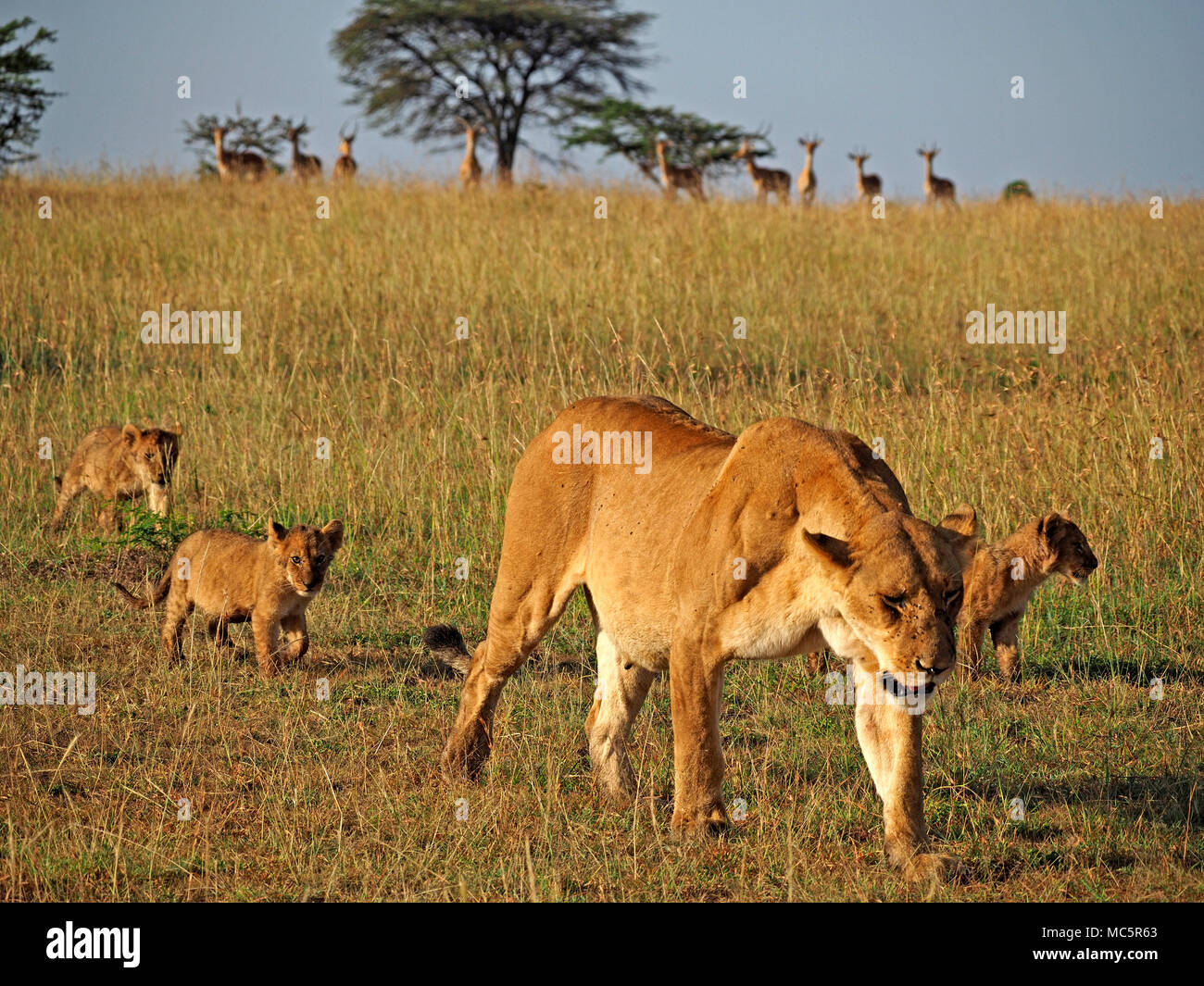 lioness (Panthera leo) walking through grassland with young cubs whilst ...