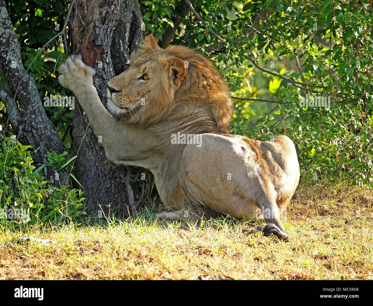 Lion scratch grass hires stock photography and images Alamy