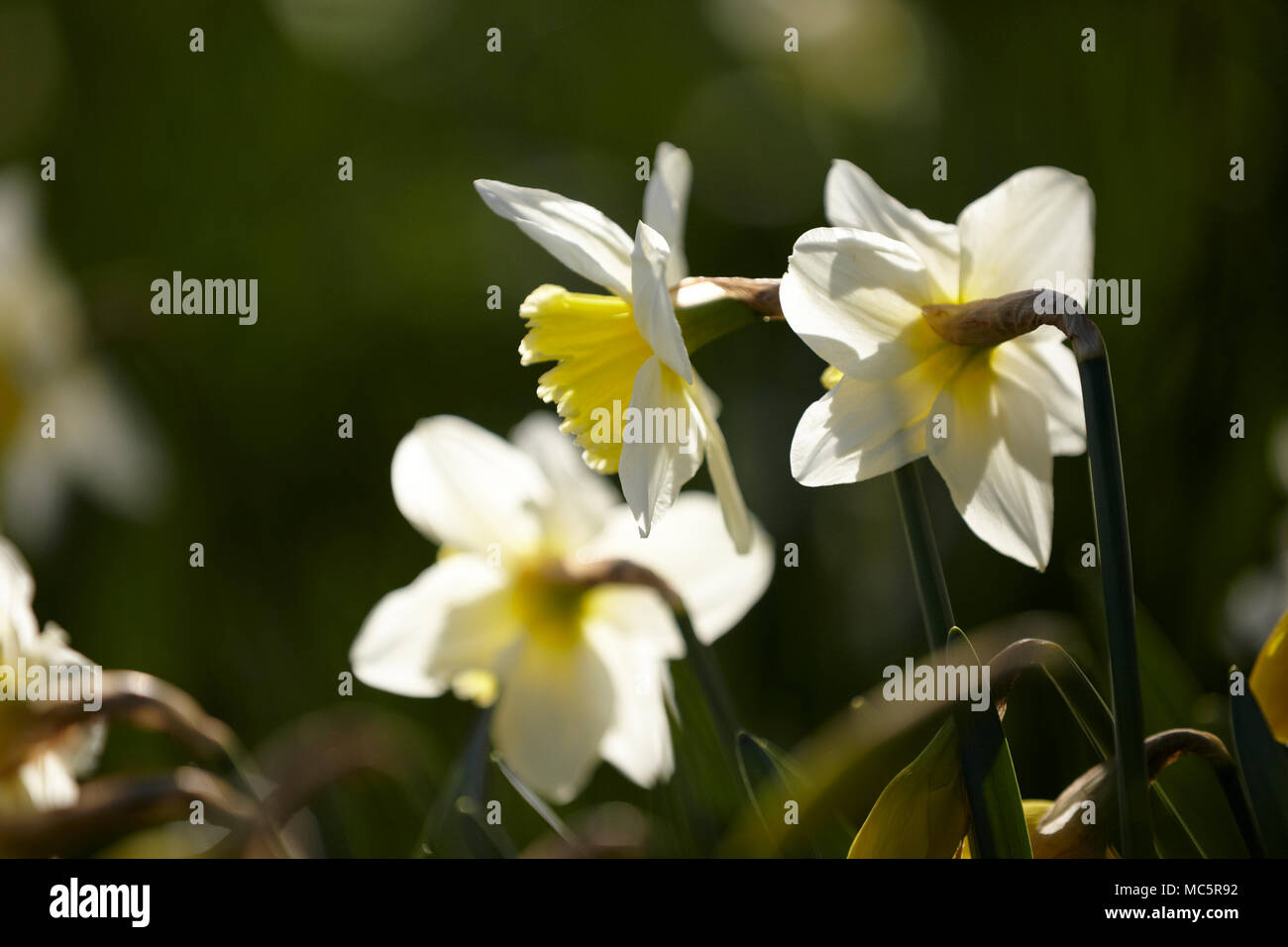 Daffodil Narcissus Flowers Stock Photo