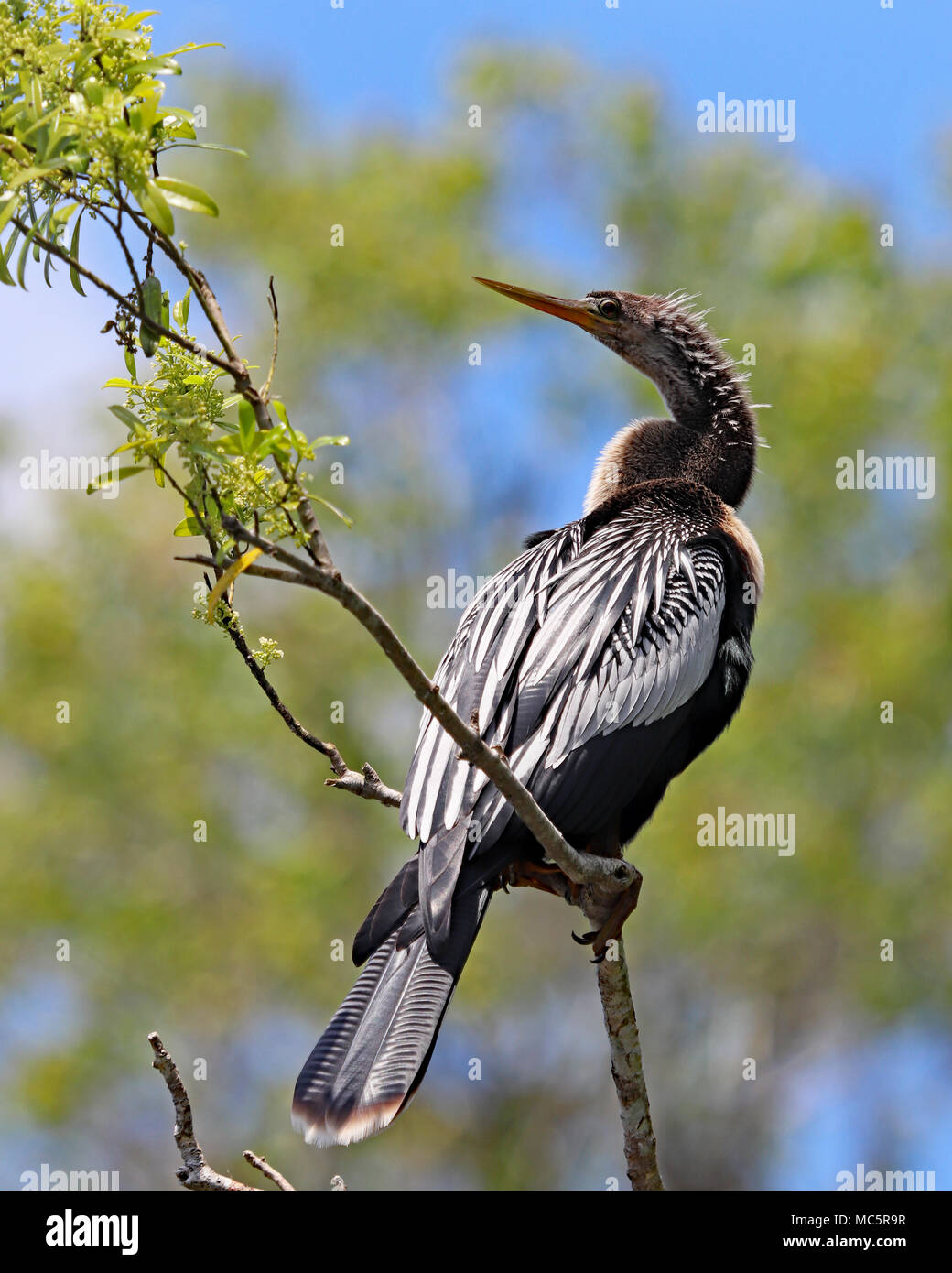 Anhinga perched in a tree along the Rainbow River, Dunnellon, Florida Stock Photo