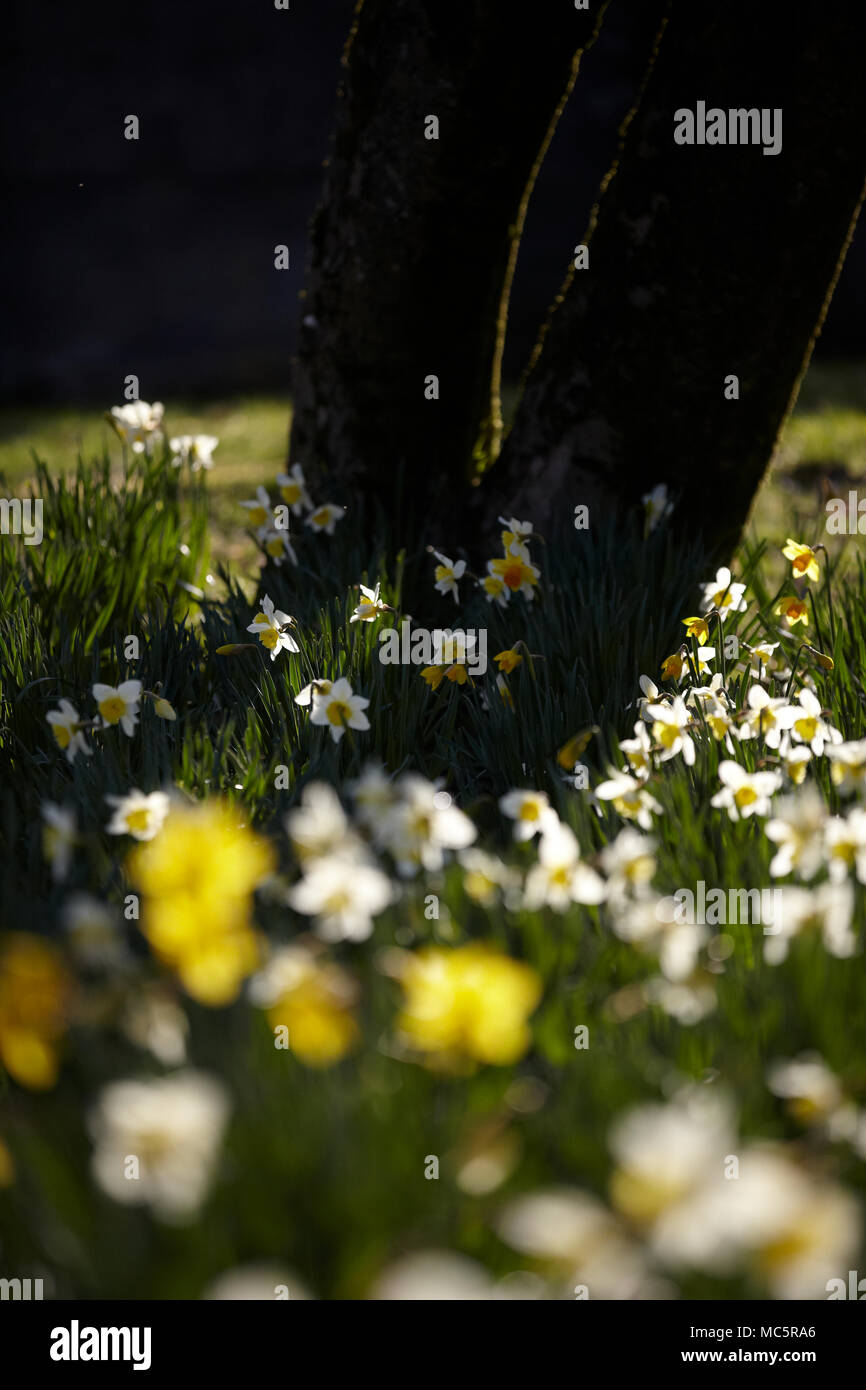 Daffodil Narcissus Flowers Stock Photo