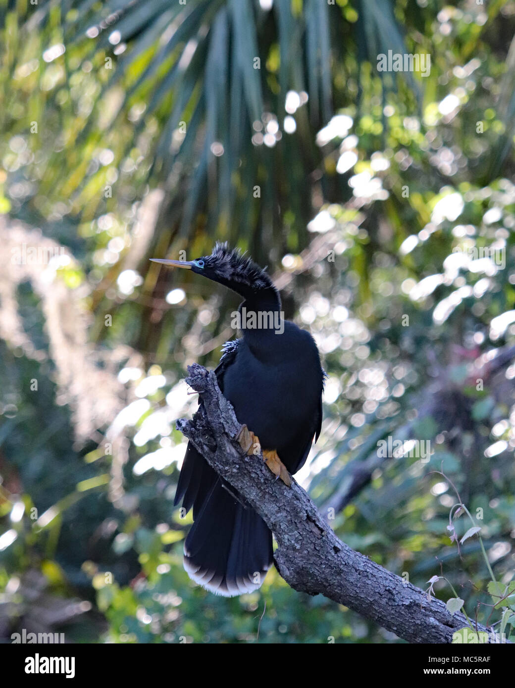 Anhingas and Cormorants are both common sights when kayaking Florida rivers. They are easy to tell apart due to the straight beak on the Anhinga Stock Photo