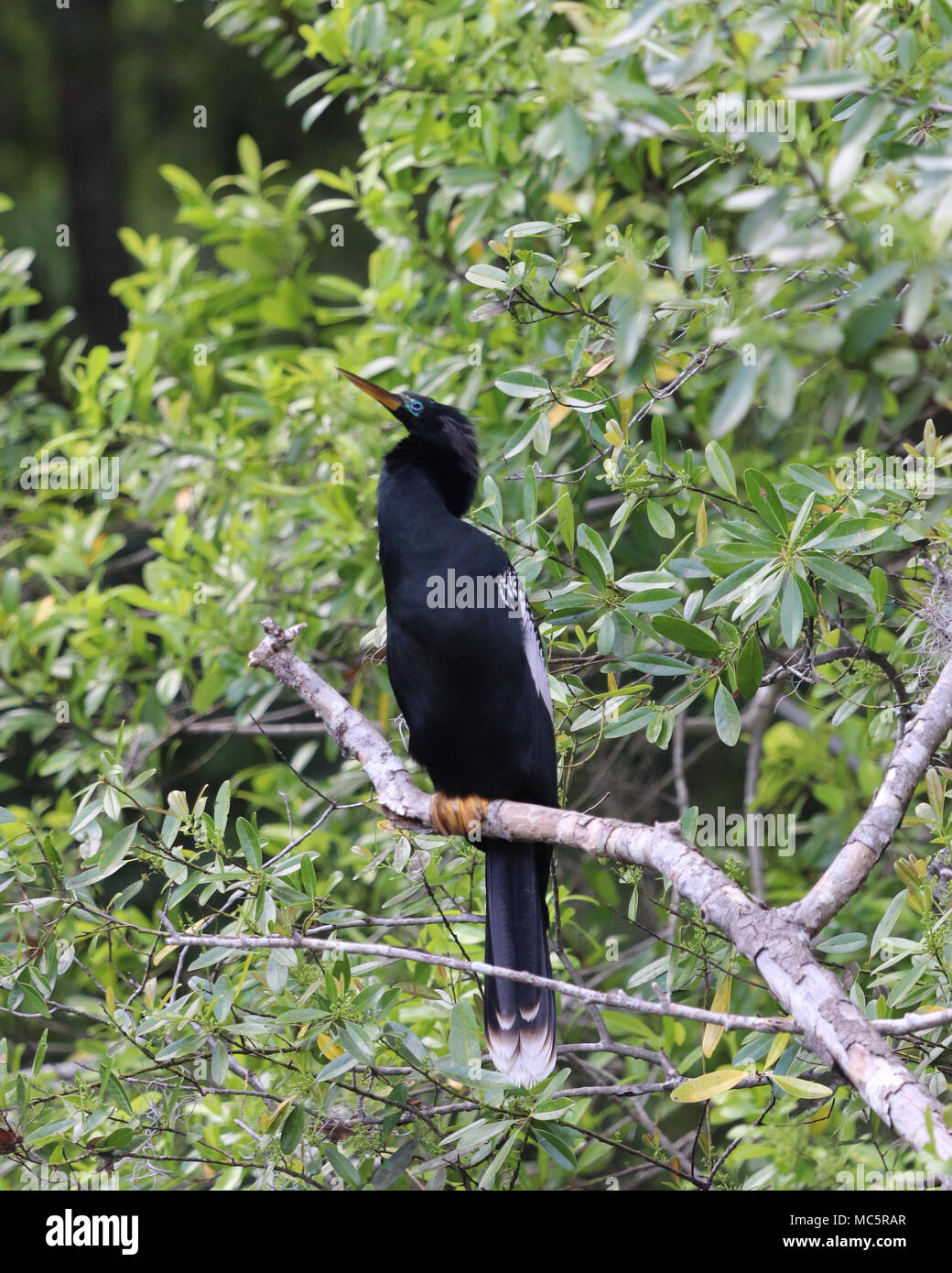 American darter (Anhinga) perched along the Rainbow River in Dunnellon, Florida Stock Photo