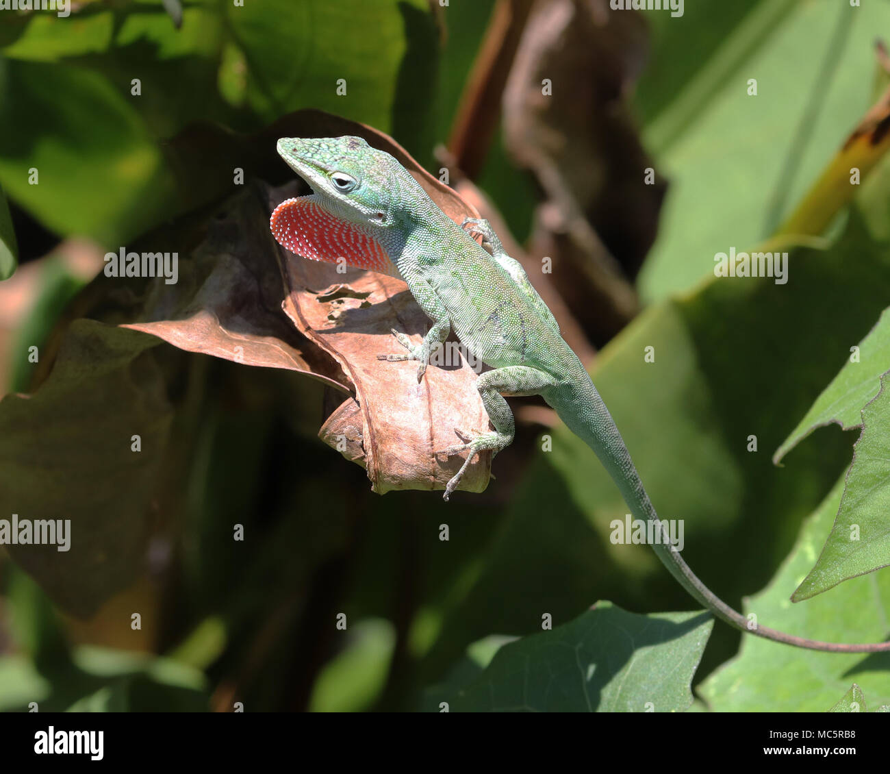 Carolina green Anole lizard climbing on leaves with dewlap extended Stock Photo