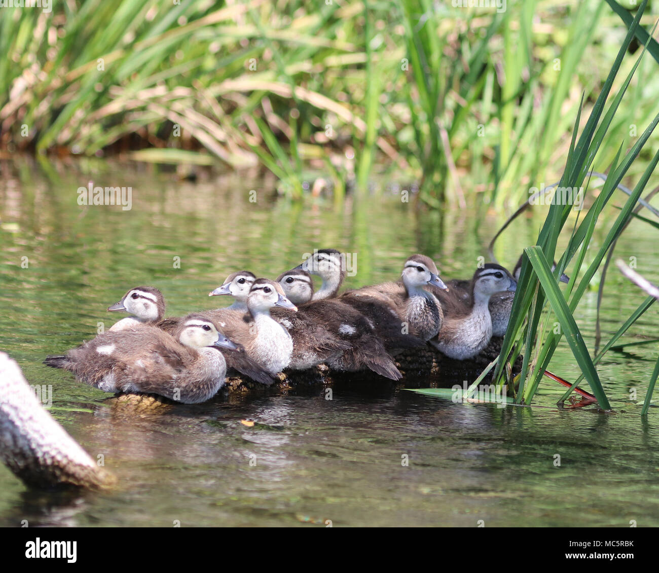 Adorable ducklings on a log in the Rainbow River, Dunnellon, Florida Stock Photo