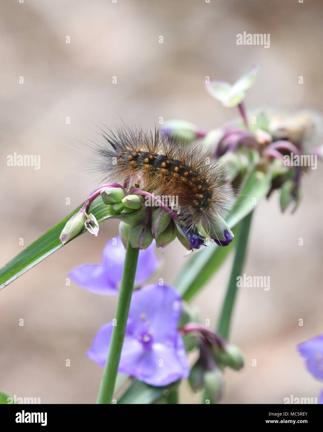 Salt marsh caterpillar on purple flowering plant at Rainbow Springs State park Stock Photo