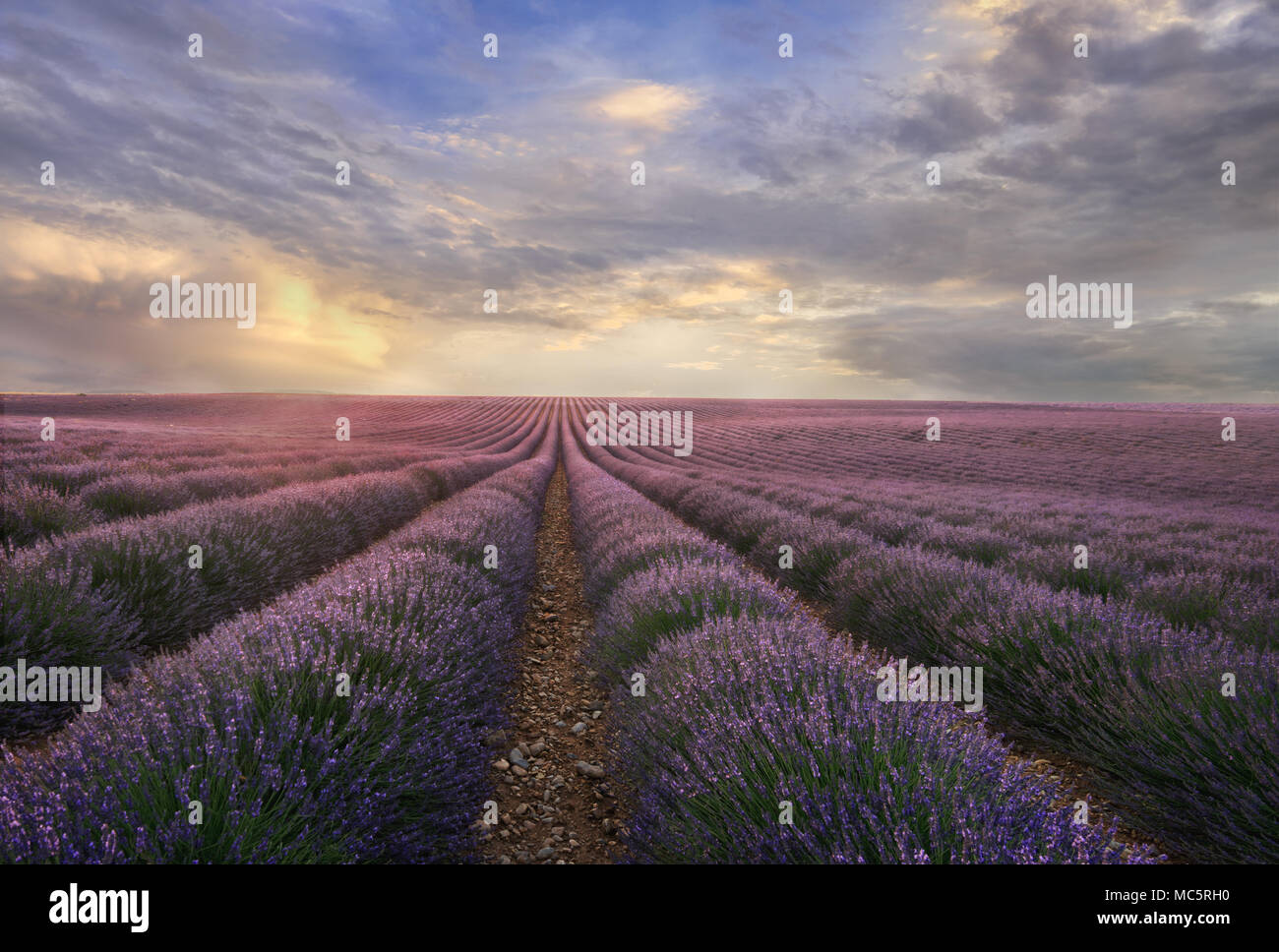 A combination of a purple lavender field and a blue sky in the morning ...