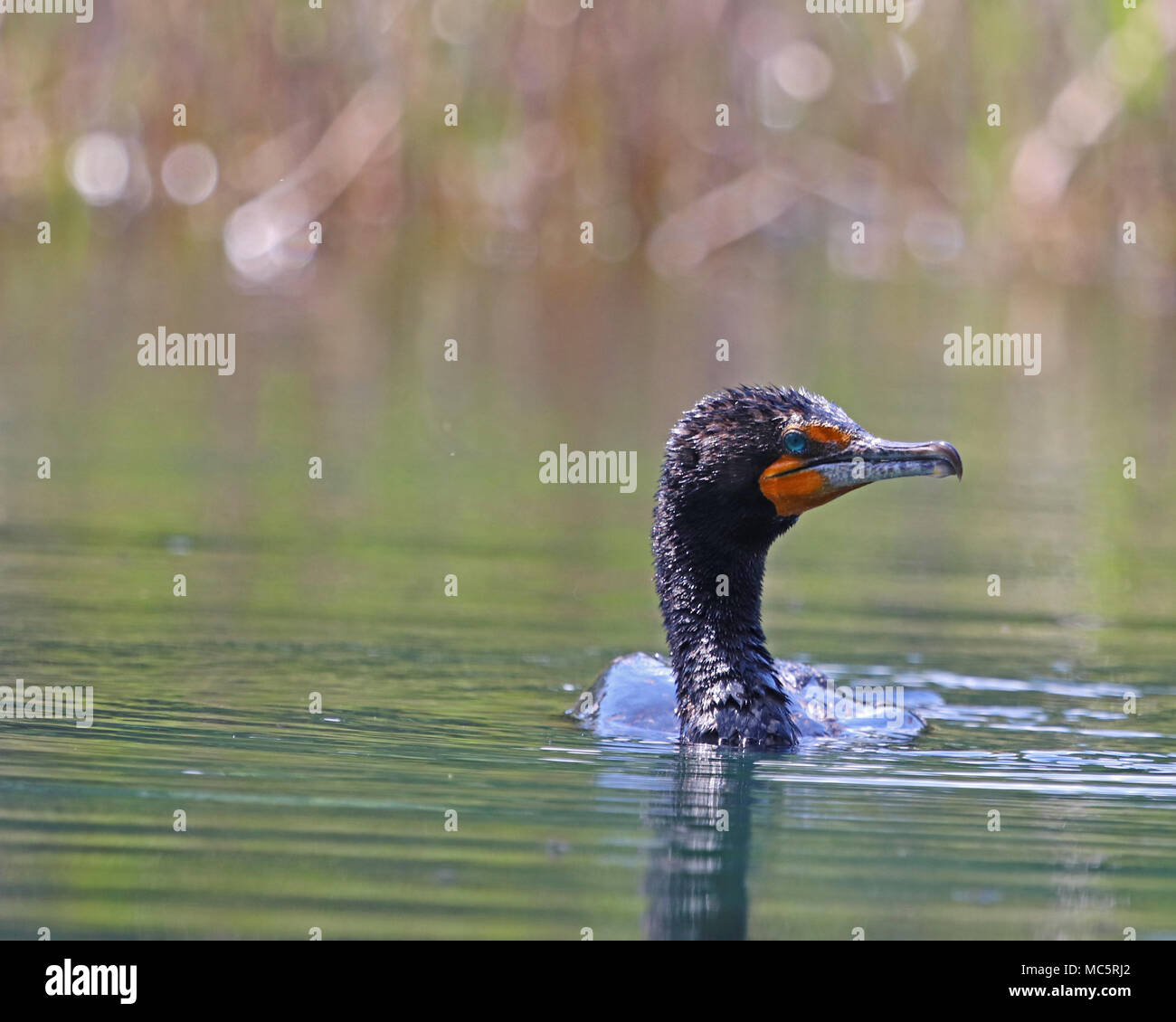 The Cormorant is an aquatic bird and is a fish-eater Stock Photo