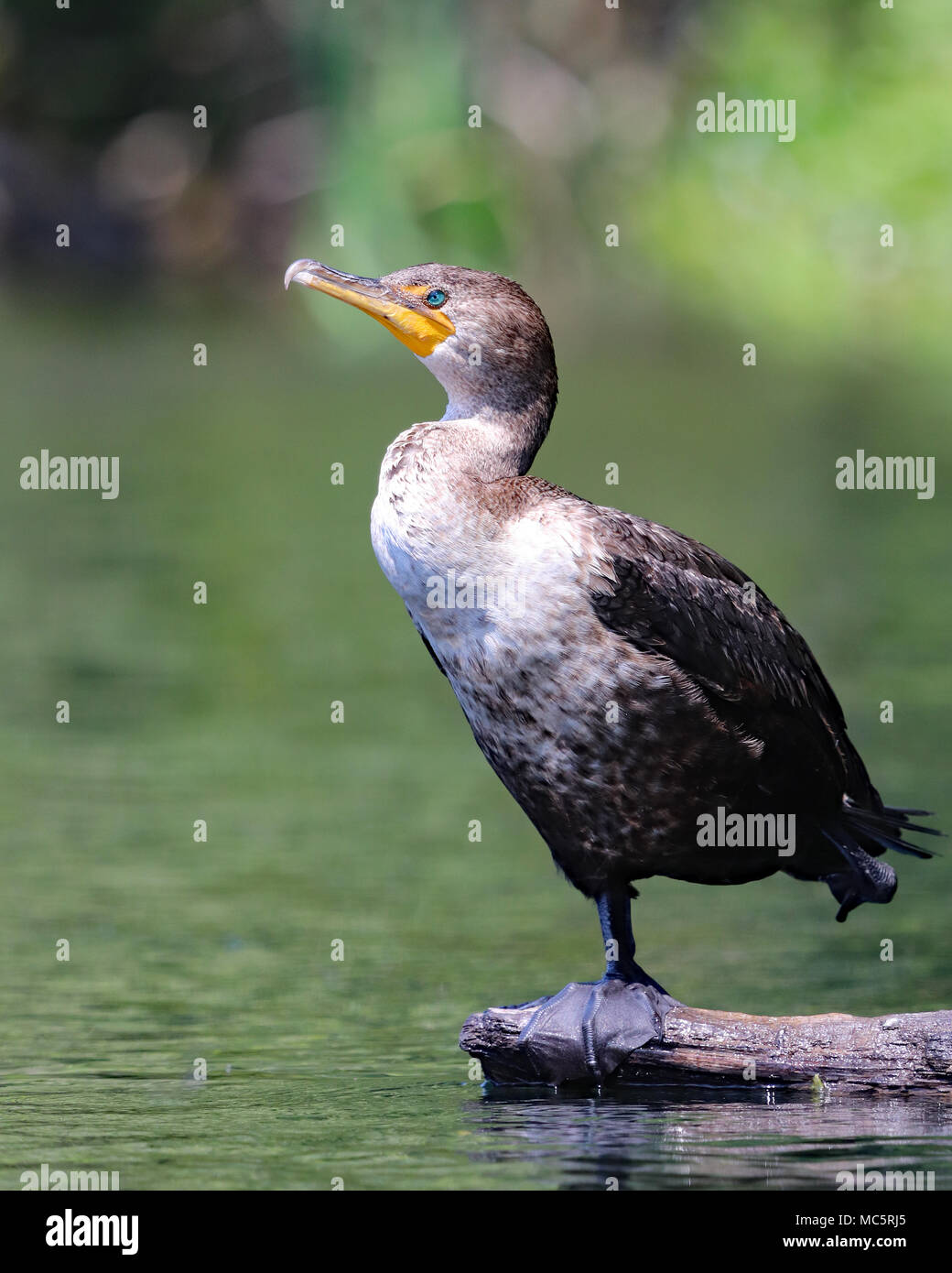 bed Foot Bird Stock Photos & bed Foot Bird Stock Images Alamy