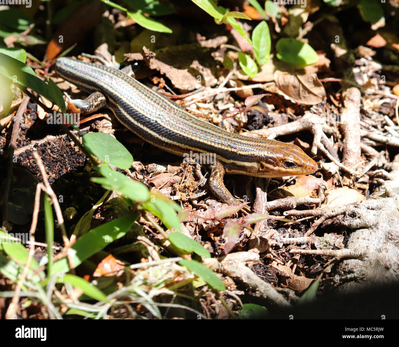 Broad-headed skink with long striped body on wooded ground Stock Photo