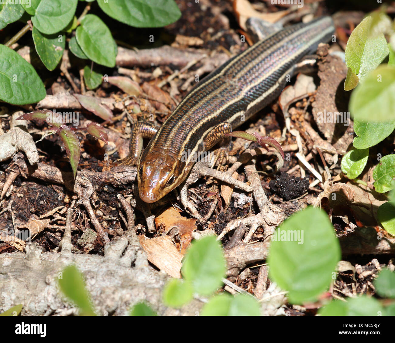 The back of both the juvenile and the female Broadhead skink is long and striped Stock Photo