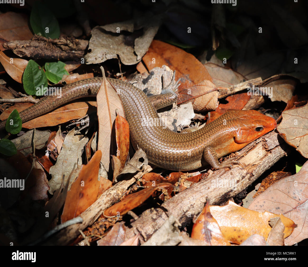 Close-up of a large male Broadhead skink in leaves at Rainbow Springs State park in Florida Stock Photo