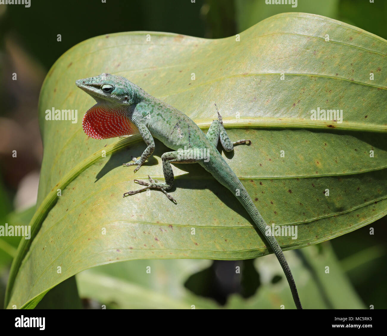 Green anoles are often kept as pets as they are so adorable with their green coloring and colorful pink throat pouch which is actually called a dewlap. Stock Photo