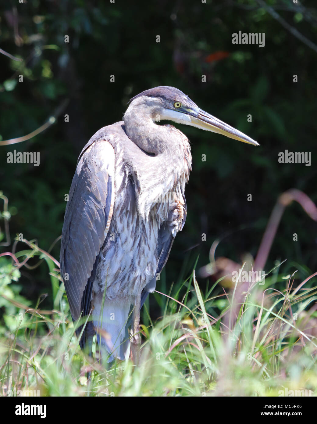 The stately Great blue heron is a common sight along the waterways of Florida Stock Photo