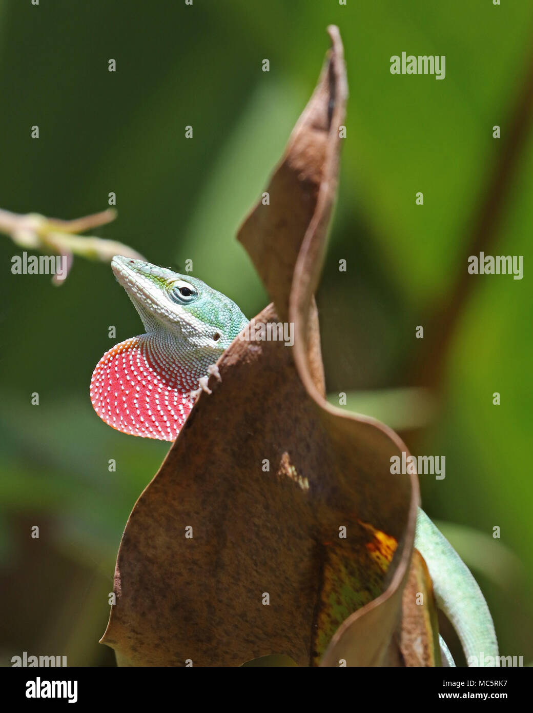 Cute green anole lizard peeks out from behind a large dead leaf with it's bright pink throat pouch extended. Stock Photo