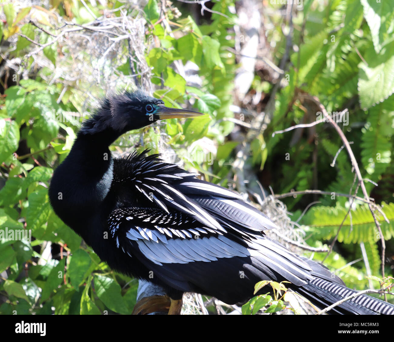 Closeup showing the beautiful blue color that the male Anhinga gets around it's eyes during breading season Stock Photo