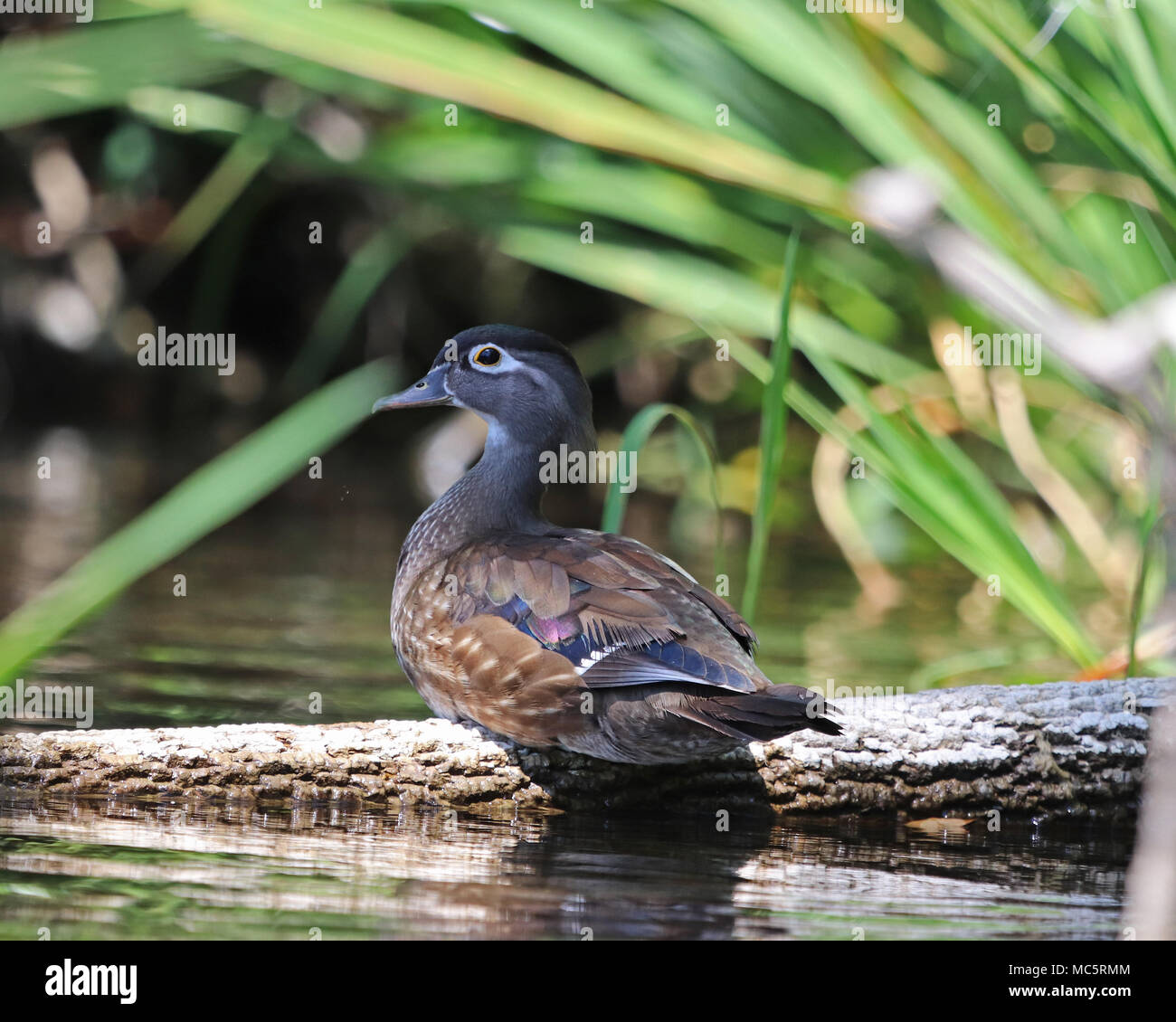 Female Carolina duck also called a Wood duck (Aix sponsa) on the