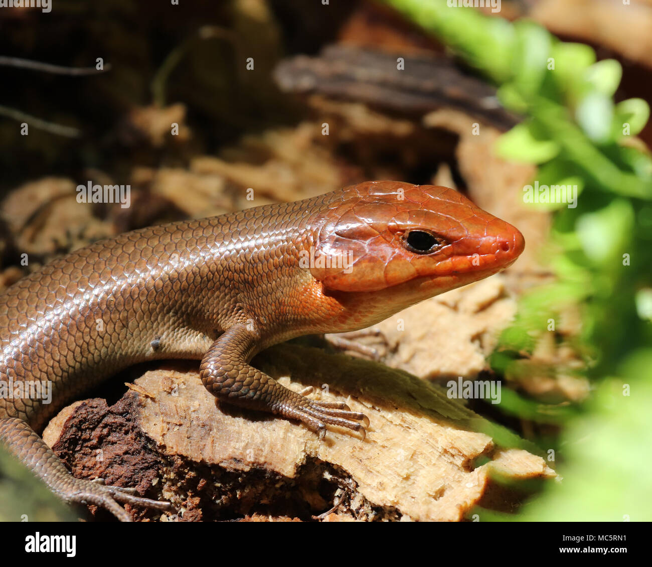 This male Broad-headed skink will attract many females since they prefer the male with the brightest orange coloring and widest jaw which this one has Stock Photo