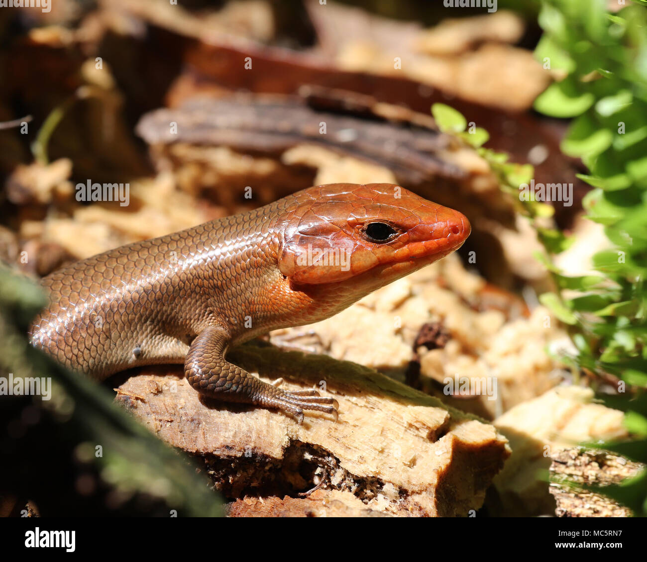 The brighter the orange that a male Broadhead skink develops during mating season, the more likely it will be to attract a mate Stock Photo