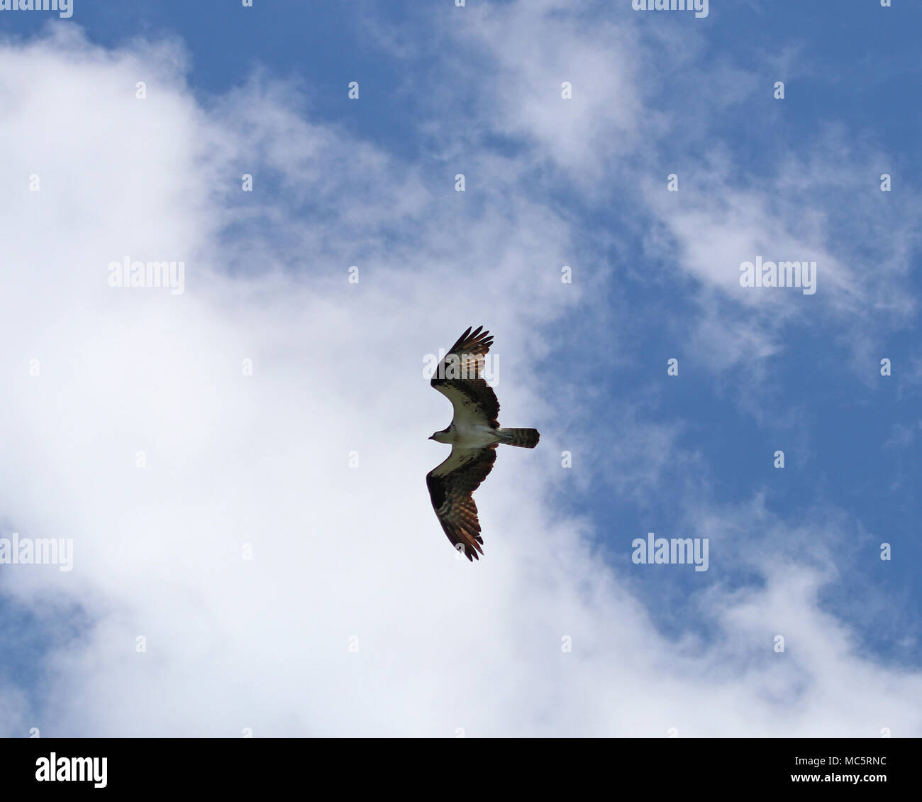 Osprey flying with blue sky and fluffy clouds Stock Photo - Alamy