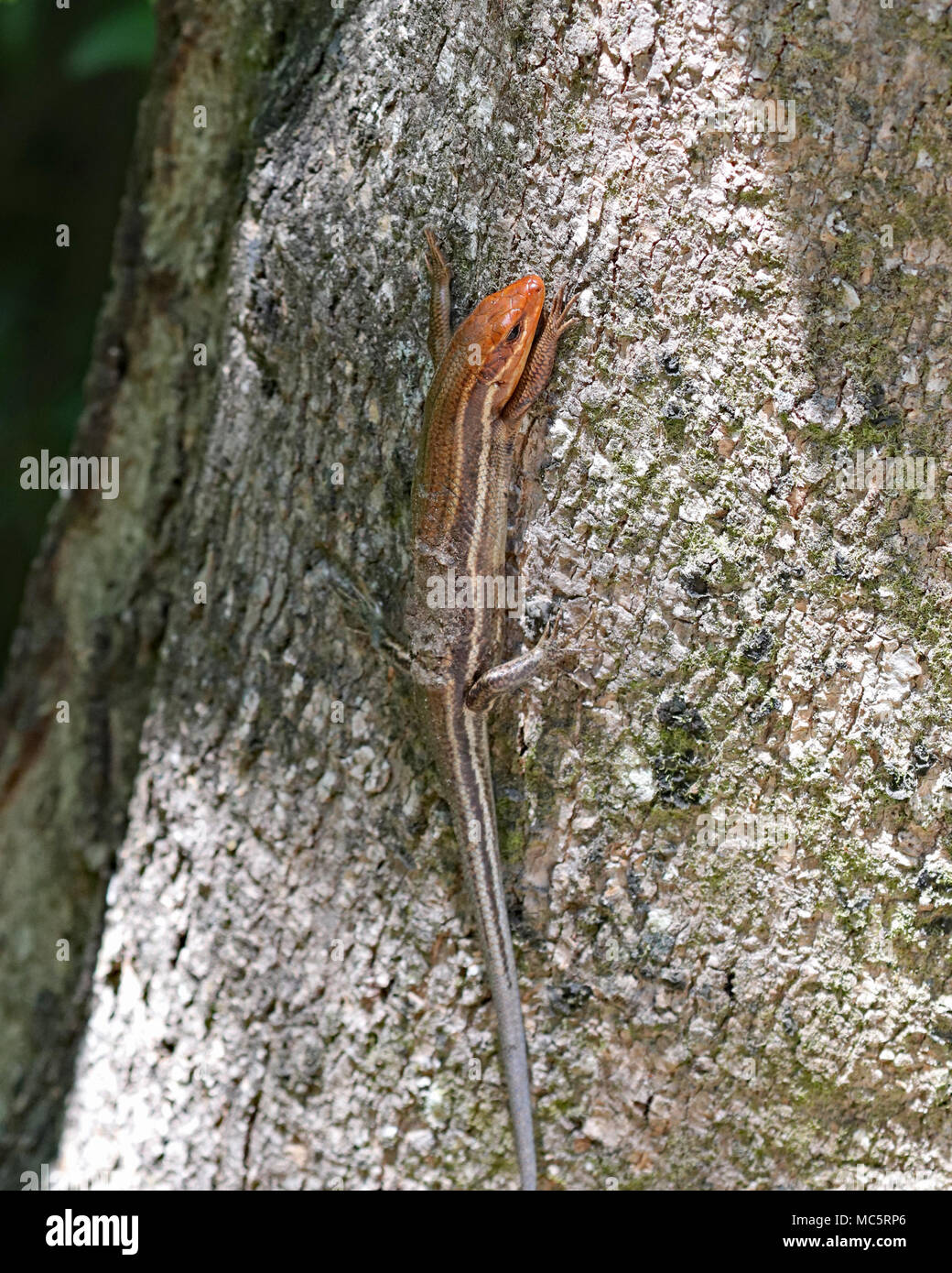 Broadhead skinks will shoot up trees to hide when scared.During breeding season they have a harder time blending into the bark with their orange heads Stock Photo