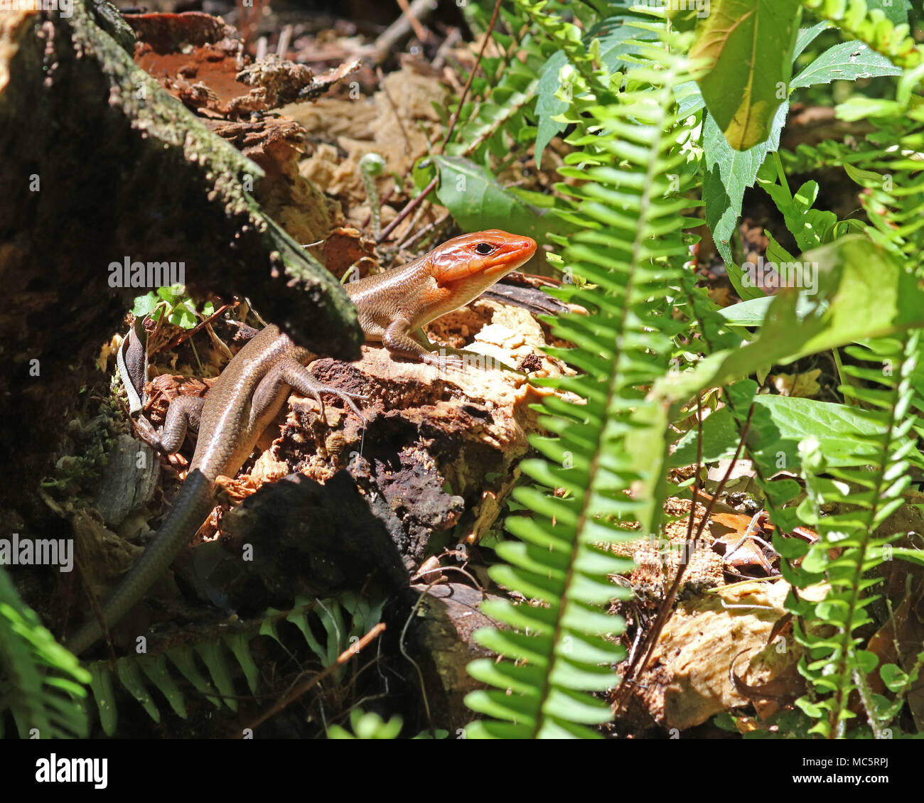 The male Broad-headed skink uses tongue-flicking to follow the female's pheromone trails Stock Photo