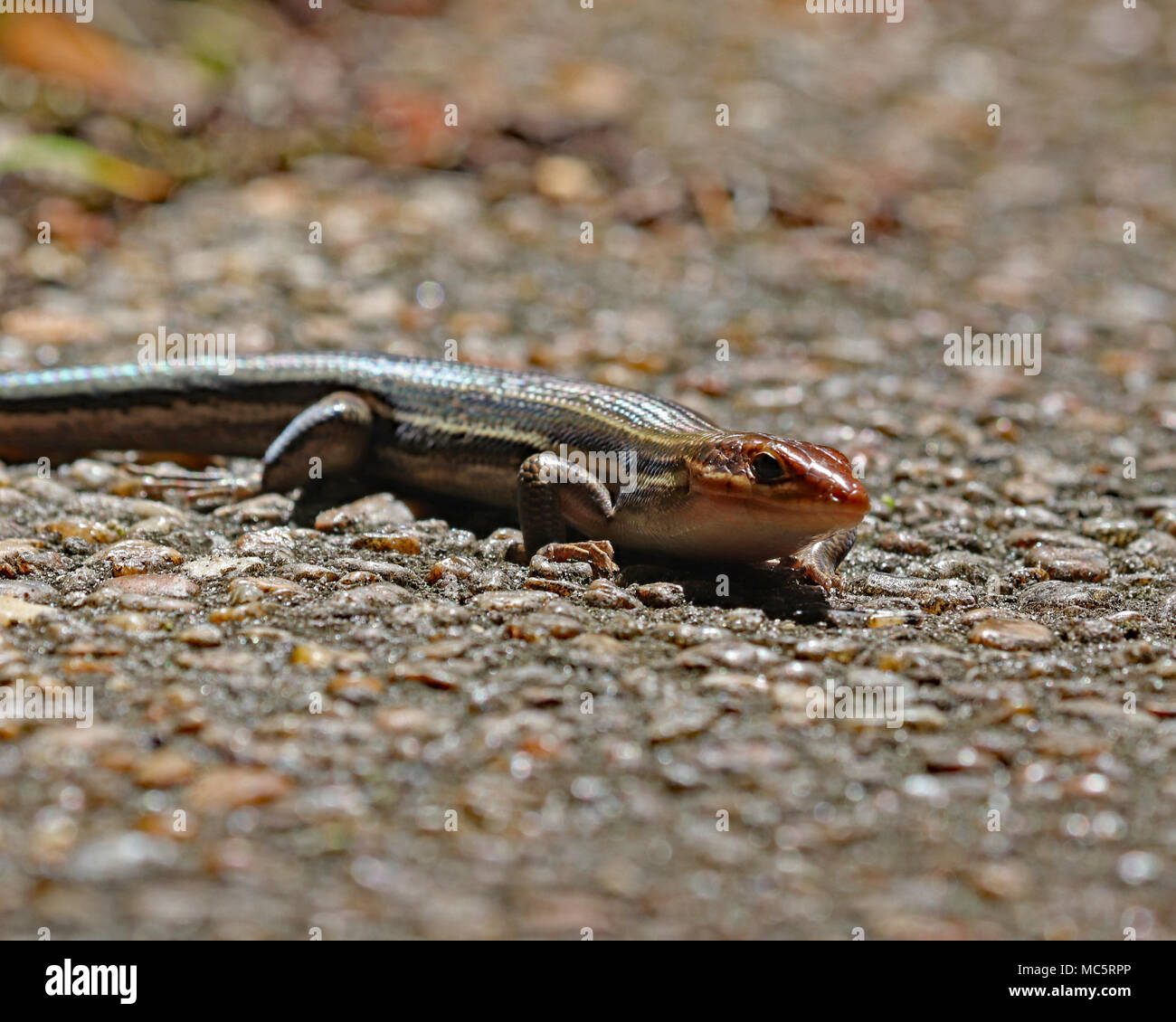 Closeup of a female Broadhead skink on a walkway at Rainbow Springs State park in Florida during breading season which is April and May Stock Photo