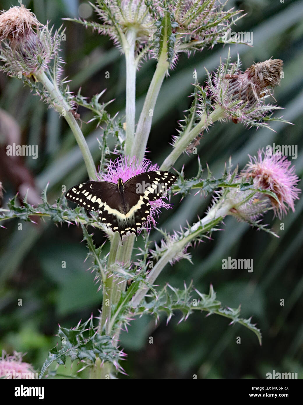 The swallowtail butterflies loved the overgrown giant purple thistle plants at Rainbow Springs State park in Florida Stock Photo