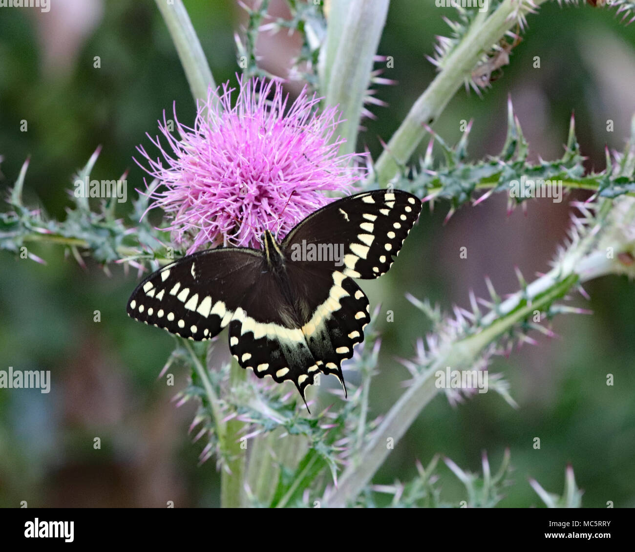 Swallowtail butterfly with wings spread on wild purple thistle plant Stock Photo