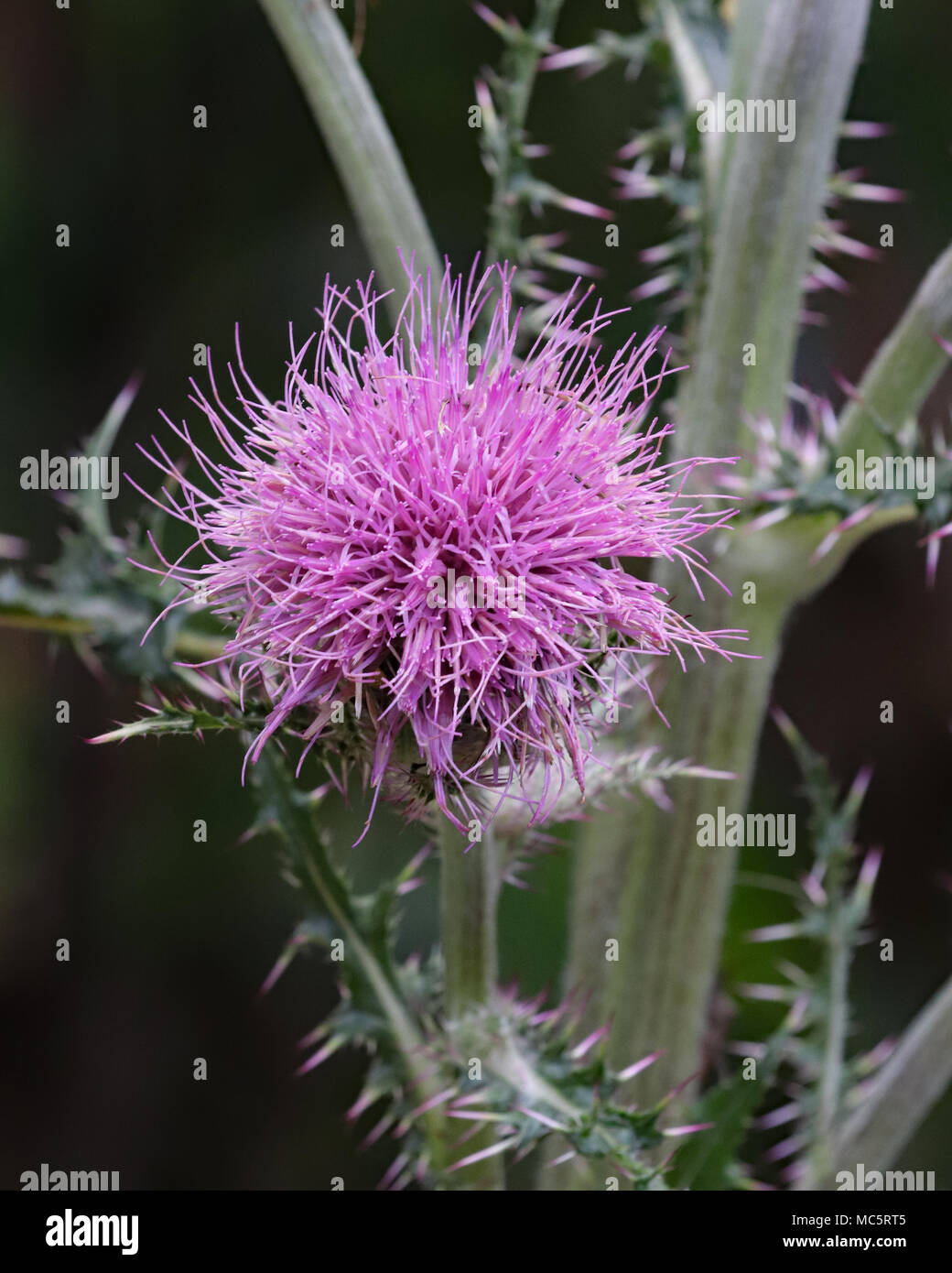Beautiful full purple Thistle wildflower plant found in the overgrown gardens at Rainbow Springs state park in Florida Stock Photo