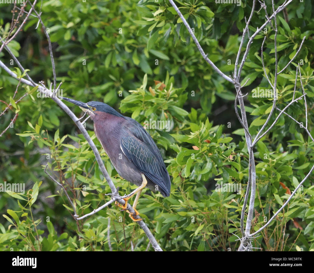 Green Heron (Butorides virescens) perched in tree along the Rainbow River in Dunnellon, Florida Stock Photo