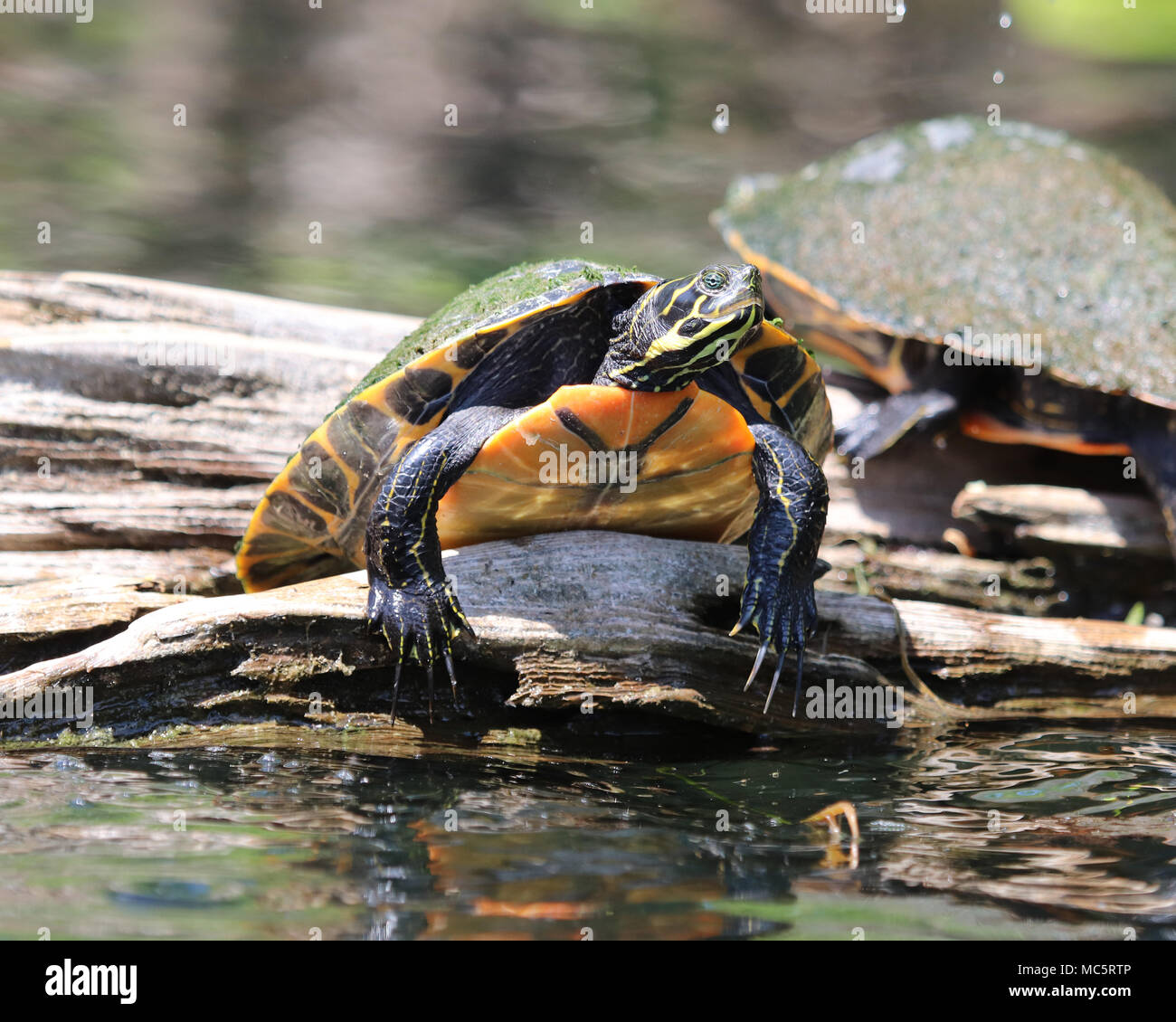 Florida red-bellied cooter (Pseudemys nelsoni) on a log at Rainbow River in Florida Stock Photo